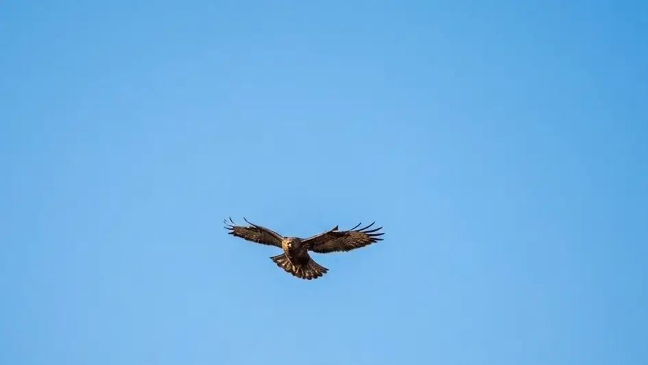 Discover the wildlife of Nepal: A stunning Long-legged Buzzard in flight, spotted while Trekking the iconic trails of the Everest Base Camp Trek