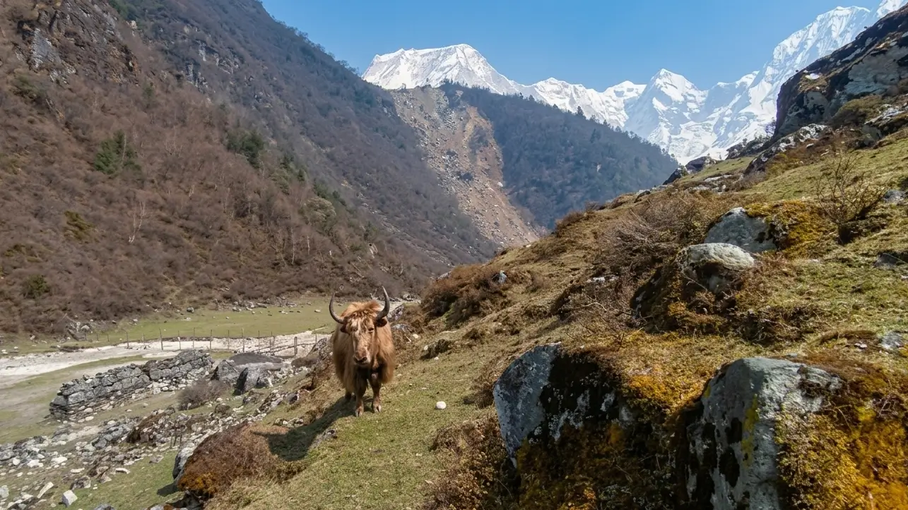 A yak standing beside the Manaslu Circuit trekking trail with a view of the Himalayas near Bhimthang
