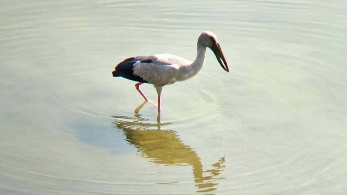 Life of the Asian Open-bill Stork