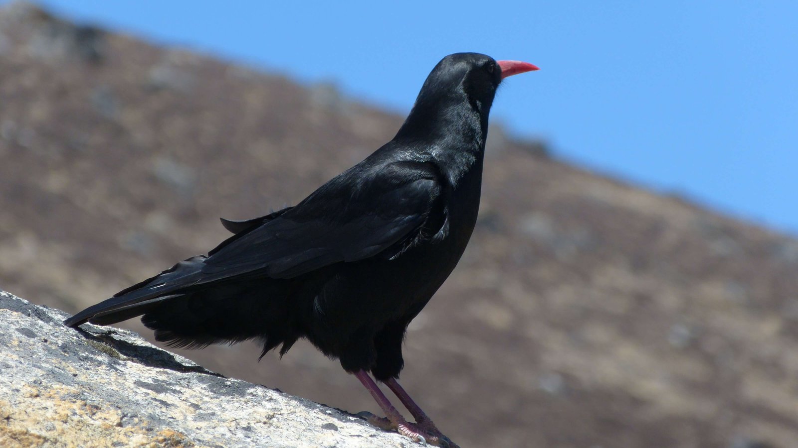 Nepal Bird Watching Tour