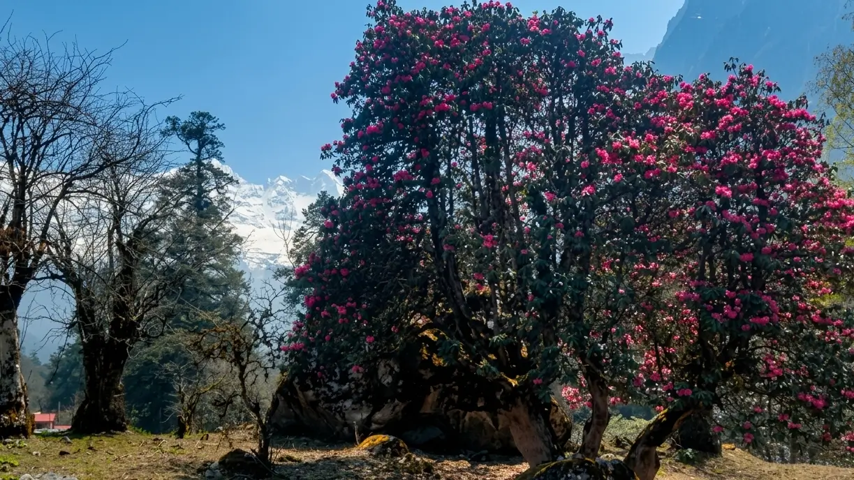 Blooming rhododendron along the Manaslu Circuit Trek
