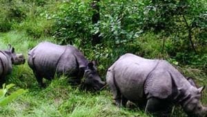 CHITWAN NATIONAL PARK