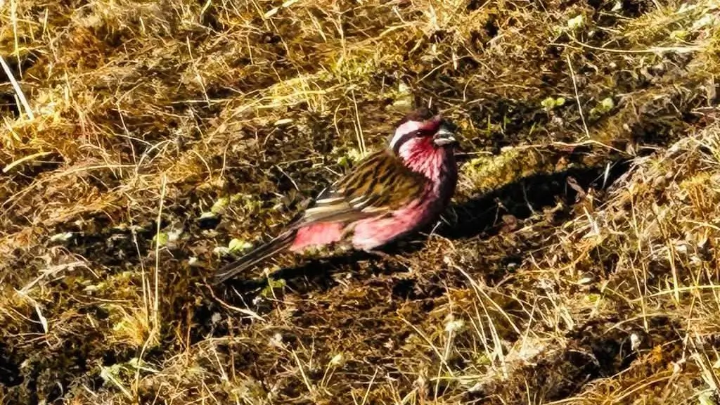 Colorful Himalayan bird spotted along the scenic Druk Path Trek in Bhutan, a popular trail known for its wildlife and mountain landscapes.