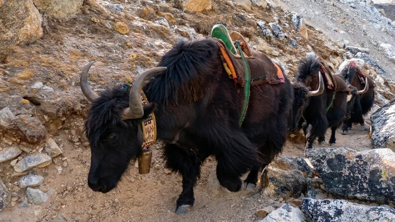 Experience a Legendary Journey to Mount Everest Base Camp.