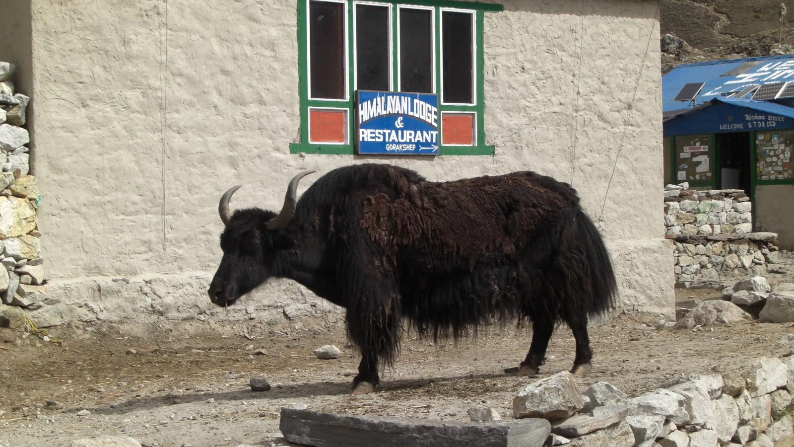 Traditional Himalayan yak used for transport in rugged mountain terrain