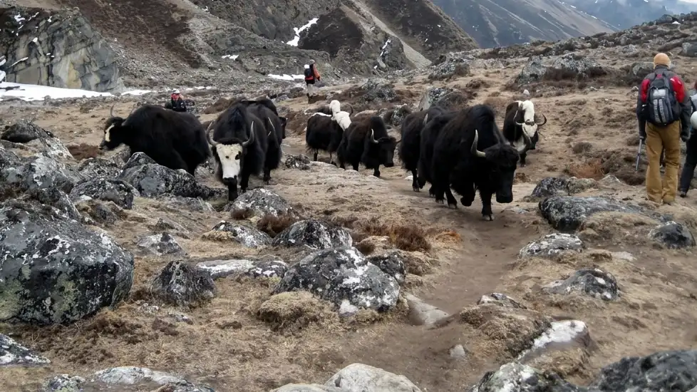 An Encounter with a Yak on the Everest High Passes Trek