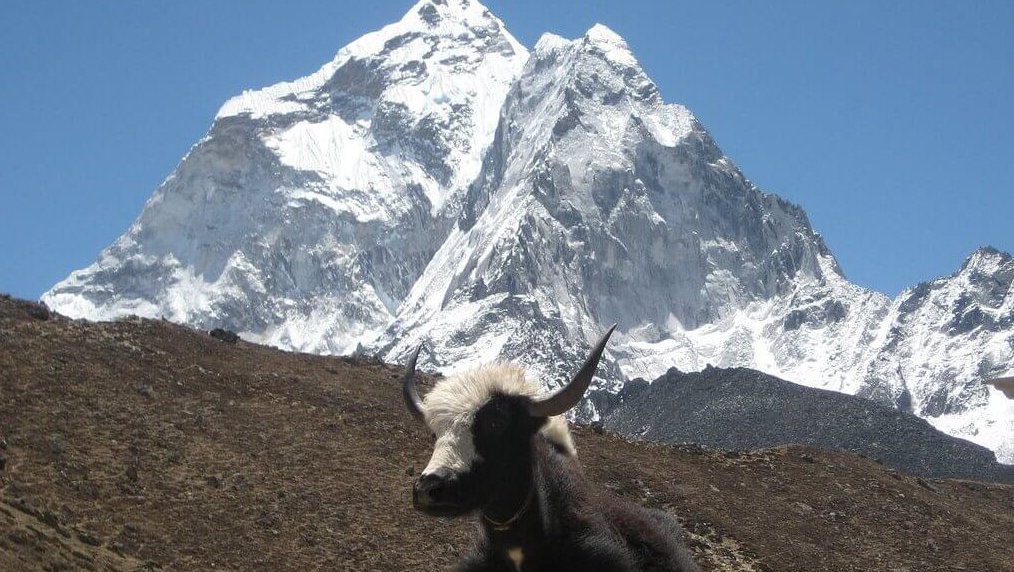 Everest Three Pass Trek – A yak standing in front of Mount Ama Dablam with stunning Himalayan scenery in the Everest region of Nepal.