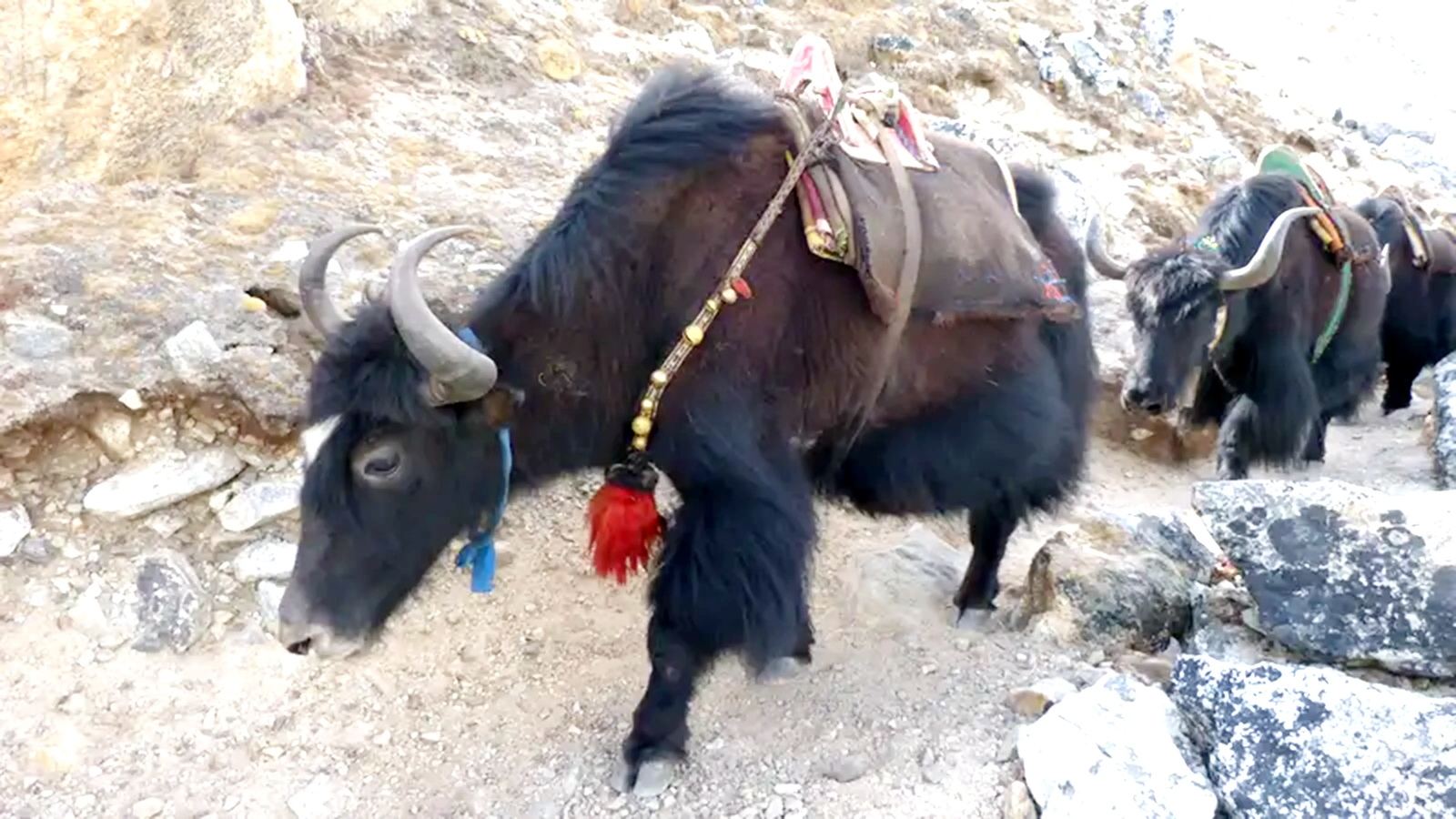 Everest Three Passes Trek – Memorable Encounters with yaks