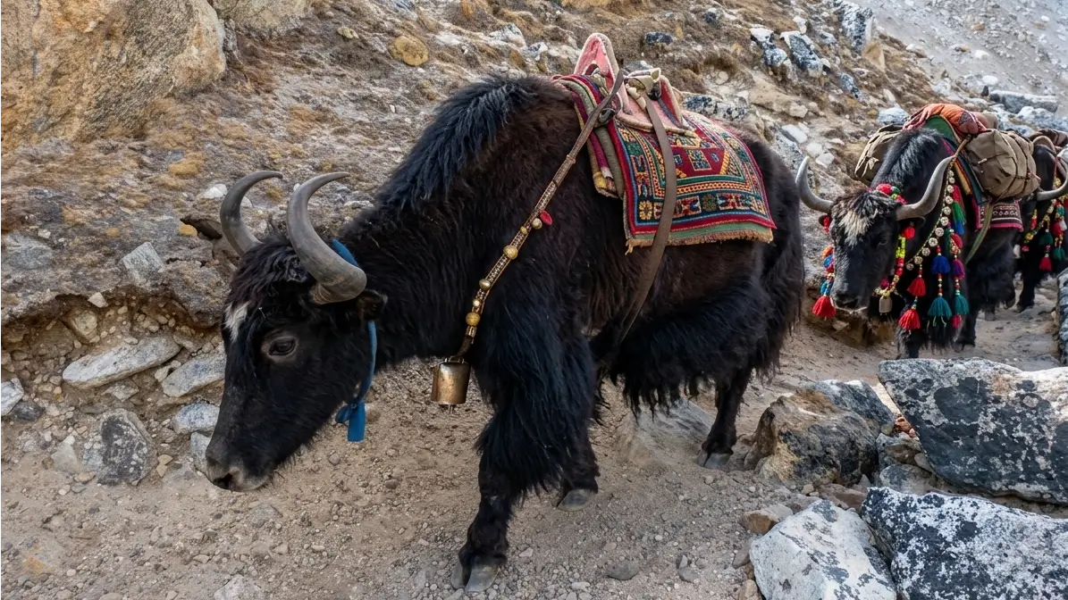 Everest Three Passes Trek – Memorable Encounters with yaks