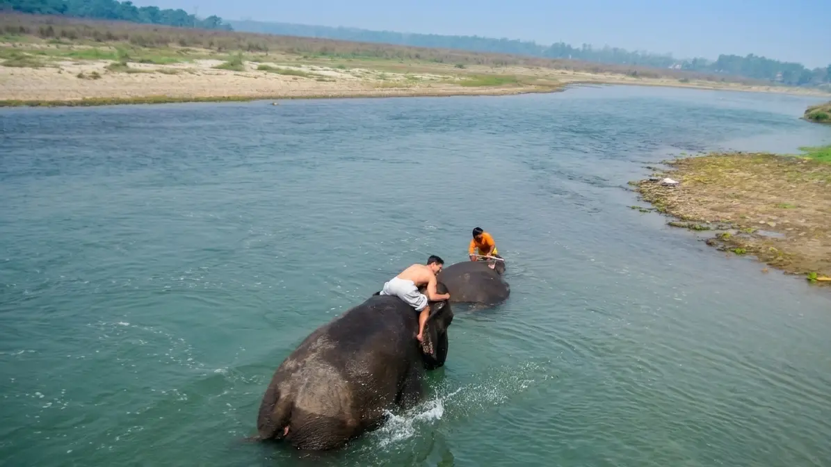Witness Gentle Giants Bathing in Chitwan’s Rapti River