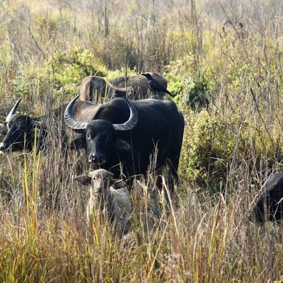 Koshi Tappu Wildlife Reserve