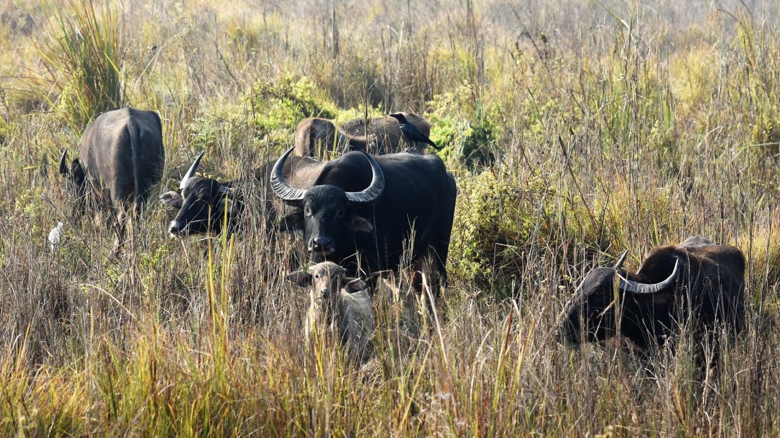 KOSHI TAPPU WILDLIFE RESERVE