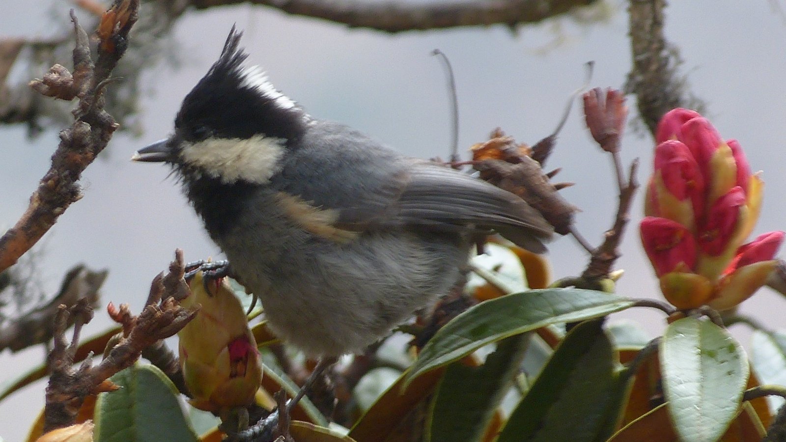Nepal Bird Watching Tour