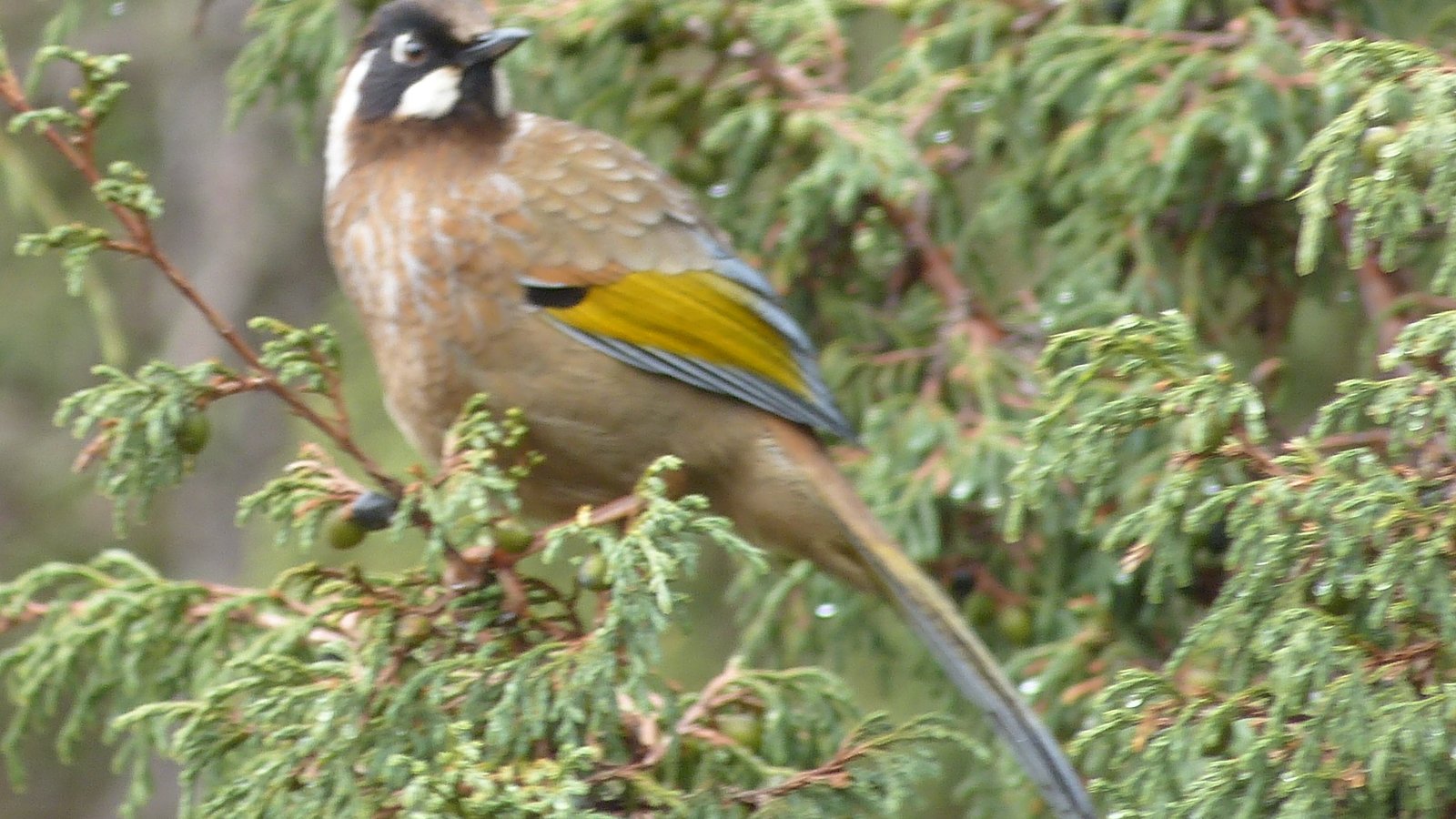 Nepal Bird Watching Tour