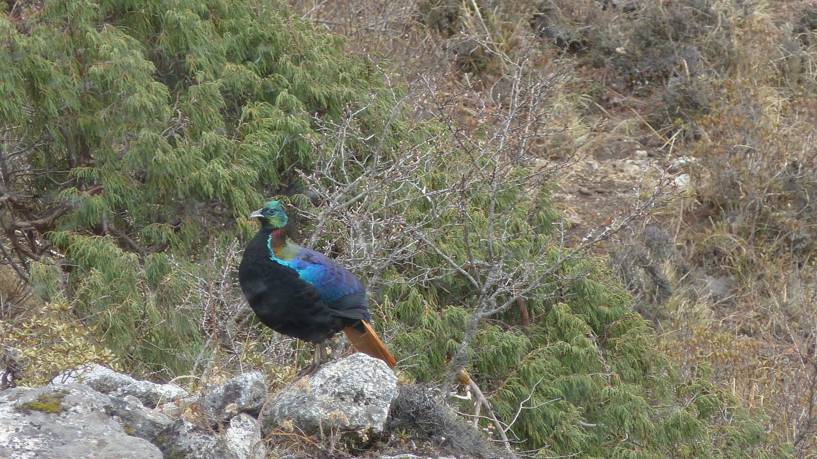 BIRD WATCHING TOUR