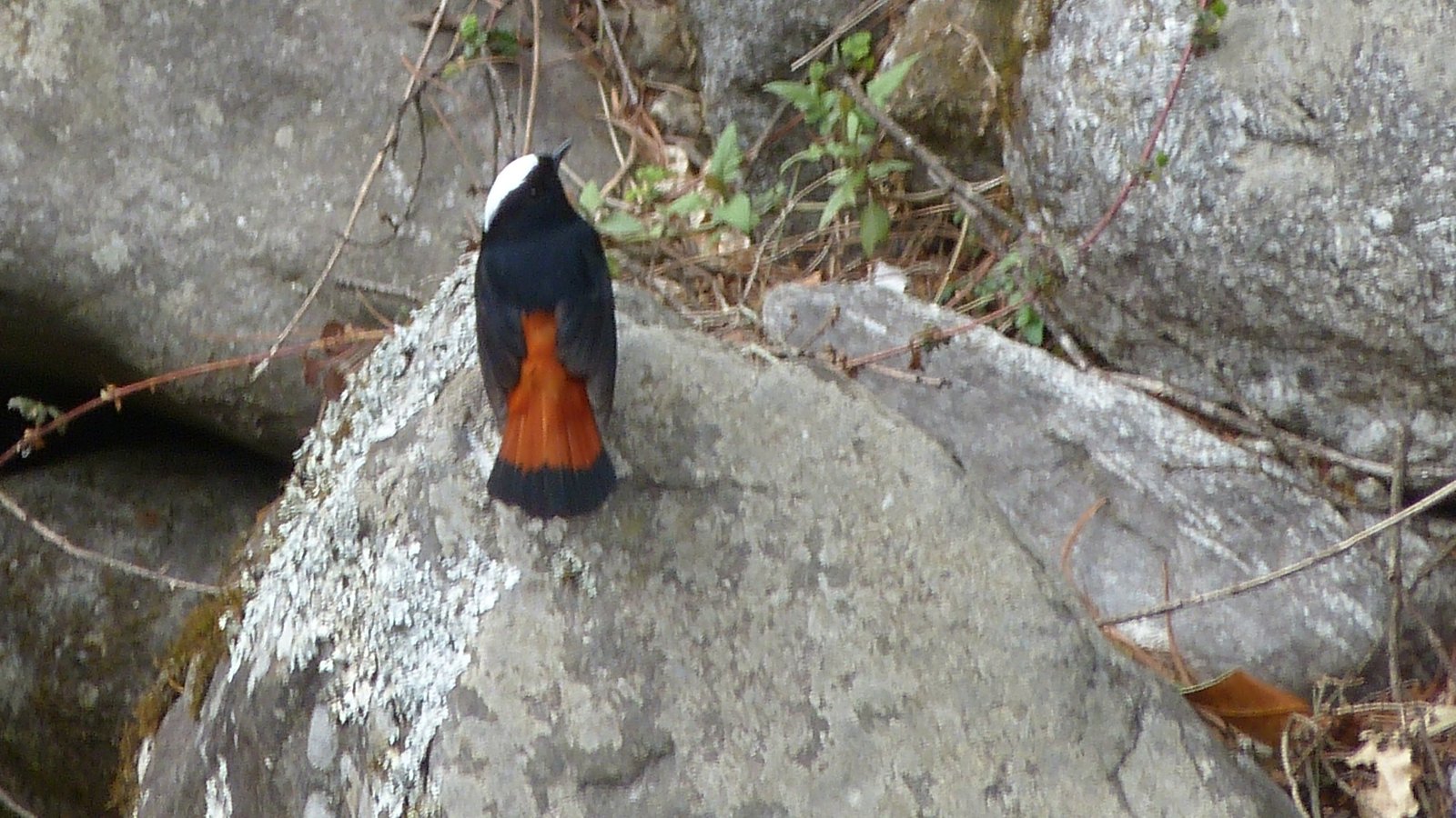 Nepal Bird Watching Tour