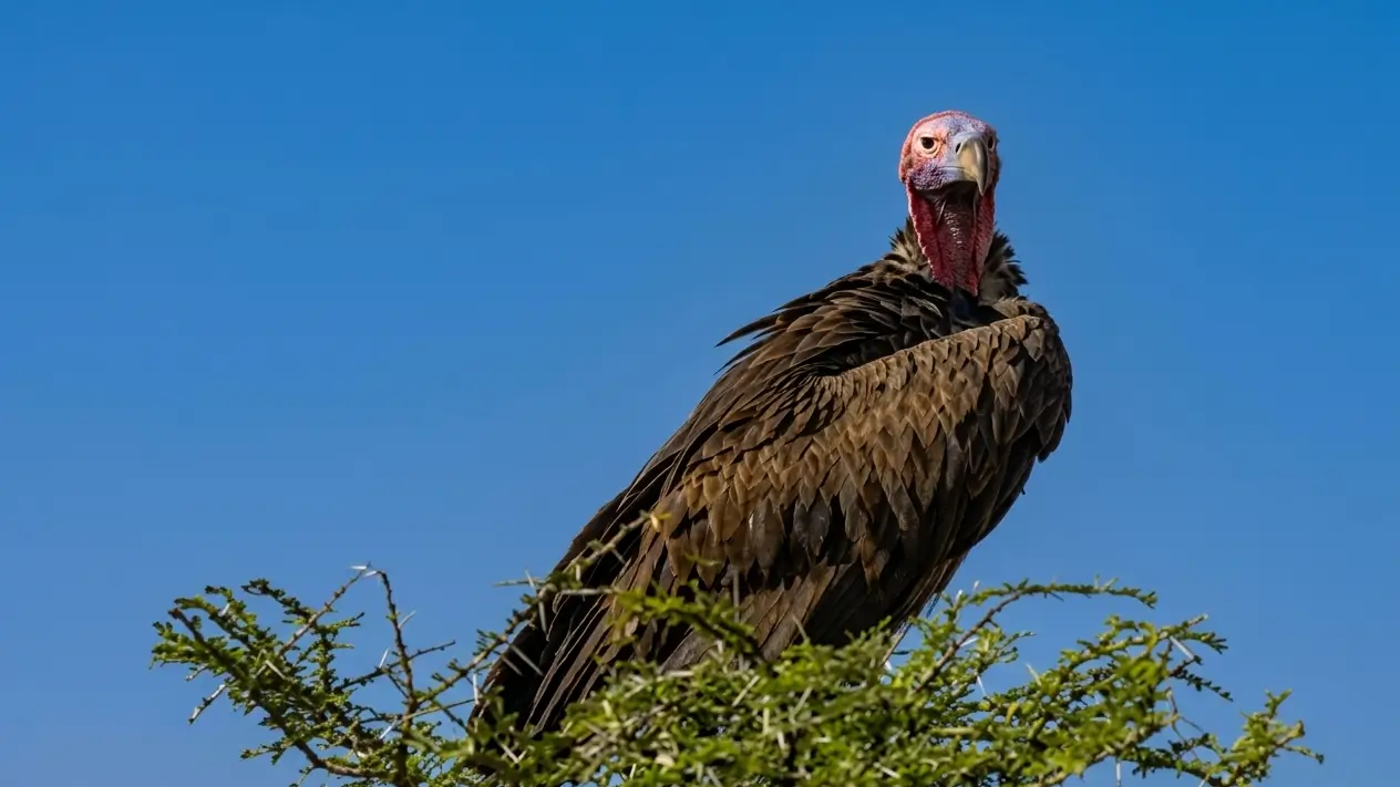 Lappet-faced vulture