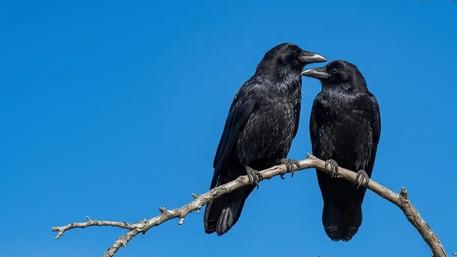 Wildlife in the peaks: Catch a glimpse of the Large-billed Crow, a common and fascinating bird found throughout the Everest Base Camp trekking trails.