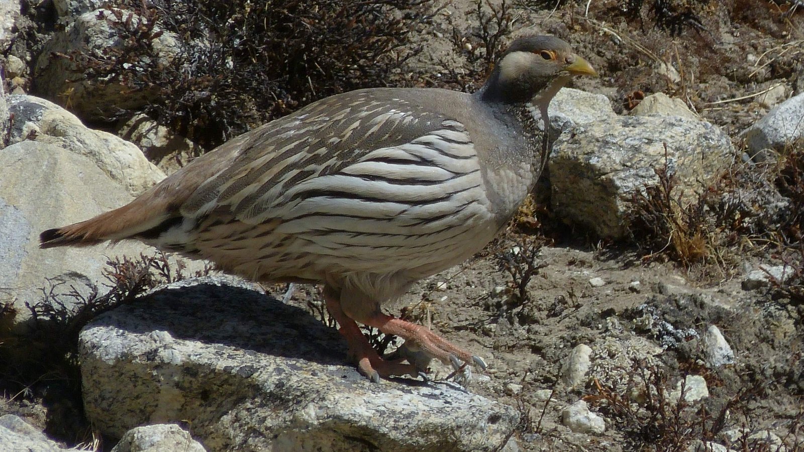 Himalayan Snowcock, a high-altitude bird species found in the Himalayas, perched on a rocky terrain