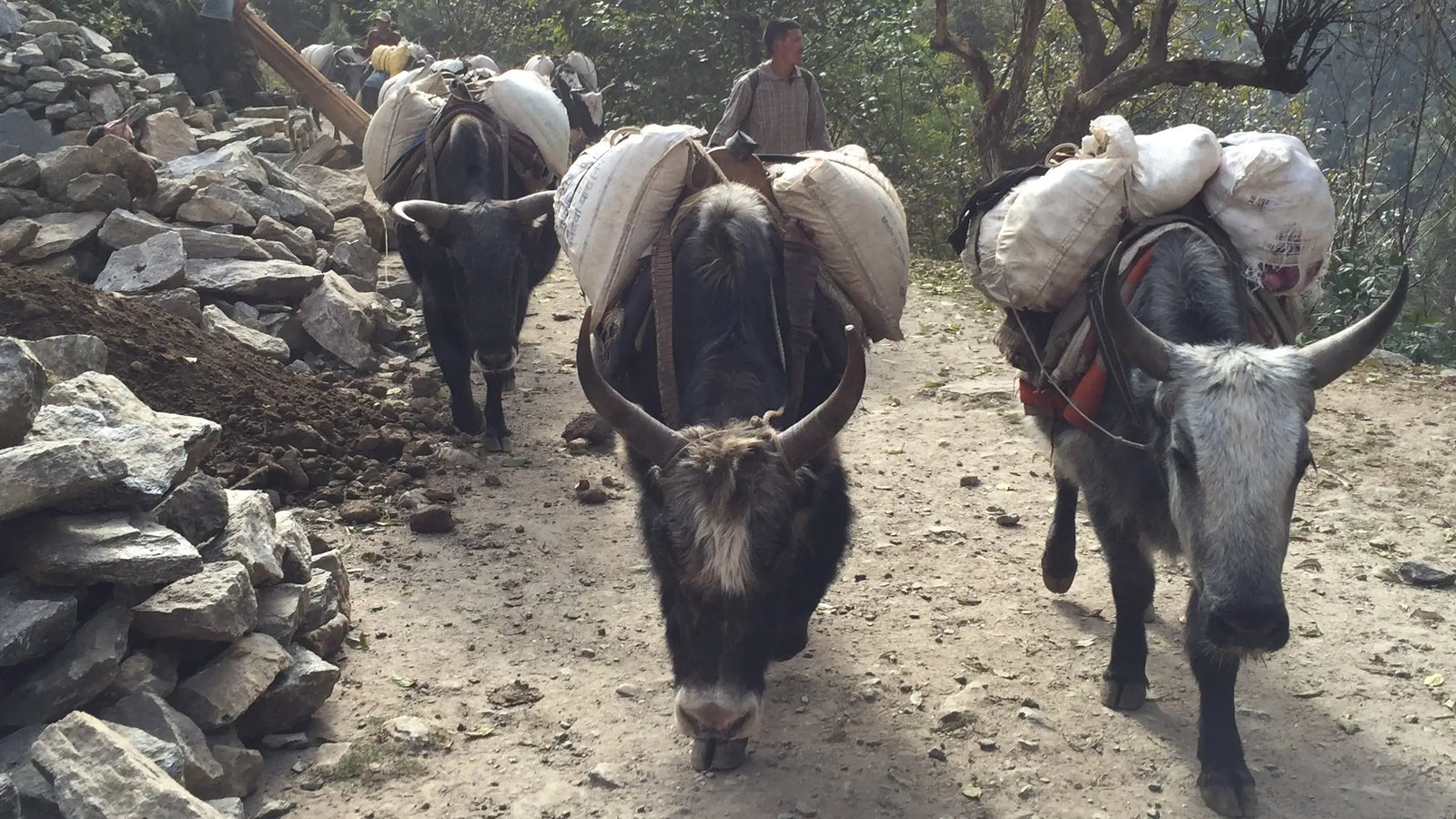 Pack yaks carrying heavy loads along a rocky mountain trail in Nepal