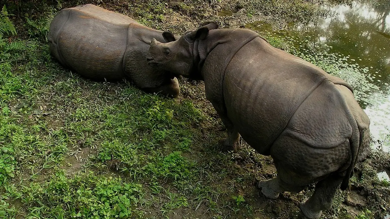 Rhino pair grazing near water in Chitwan National Park