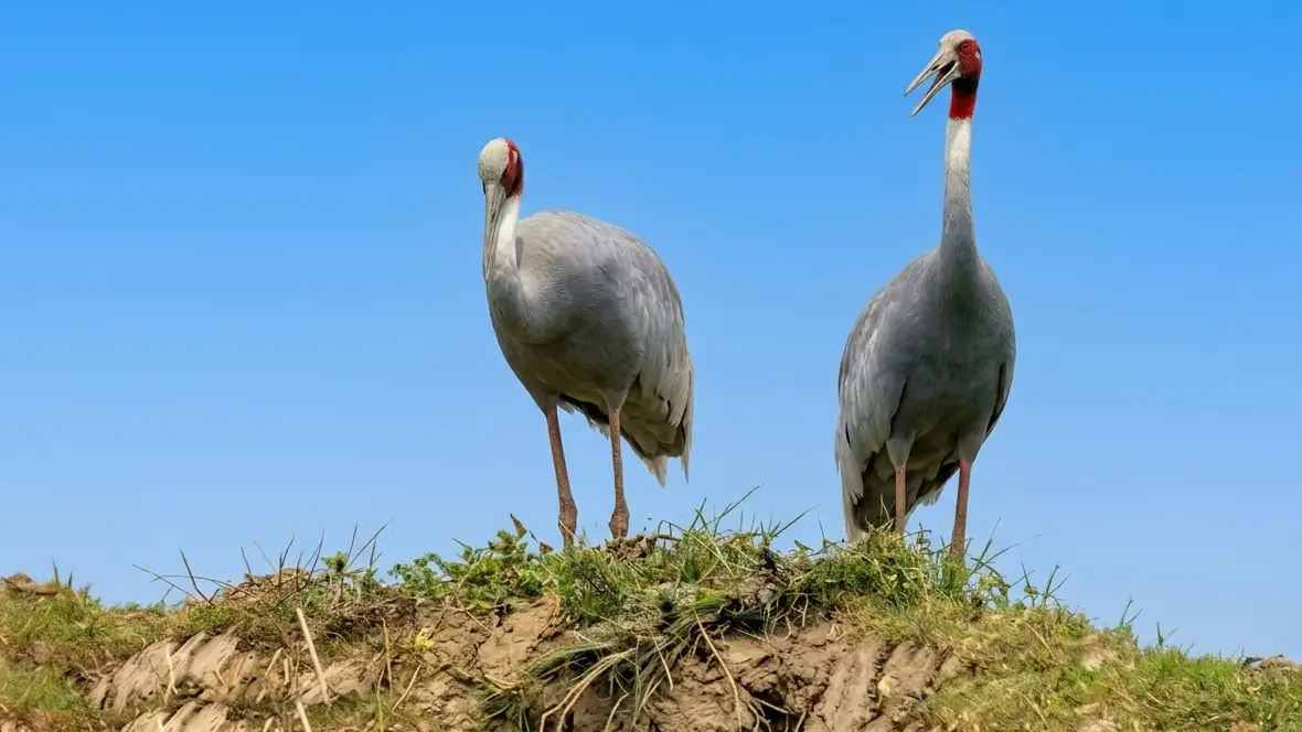 Colorful birds of Nepal in their natural habitat-Sarus Crane