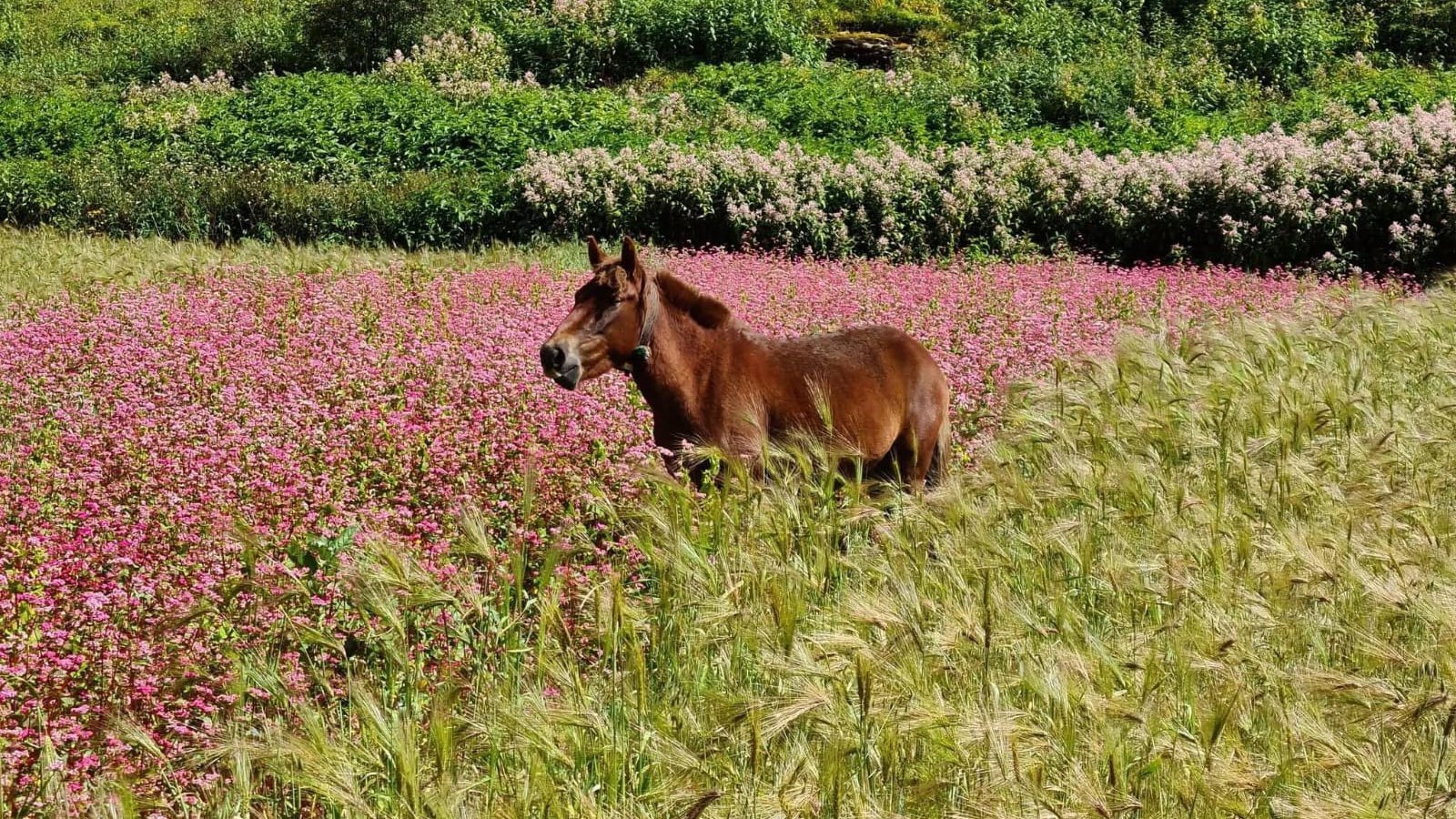 Scenic countryside landscape with a horse grazing among vibrant flowers and grass