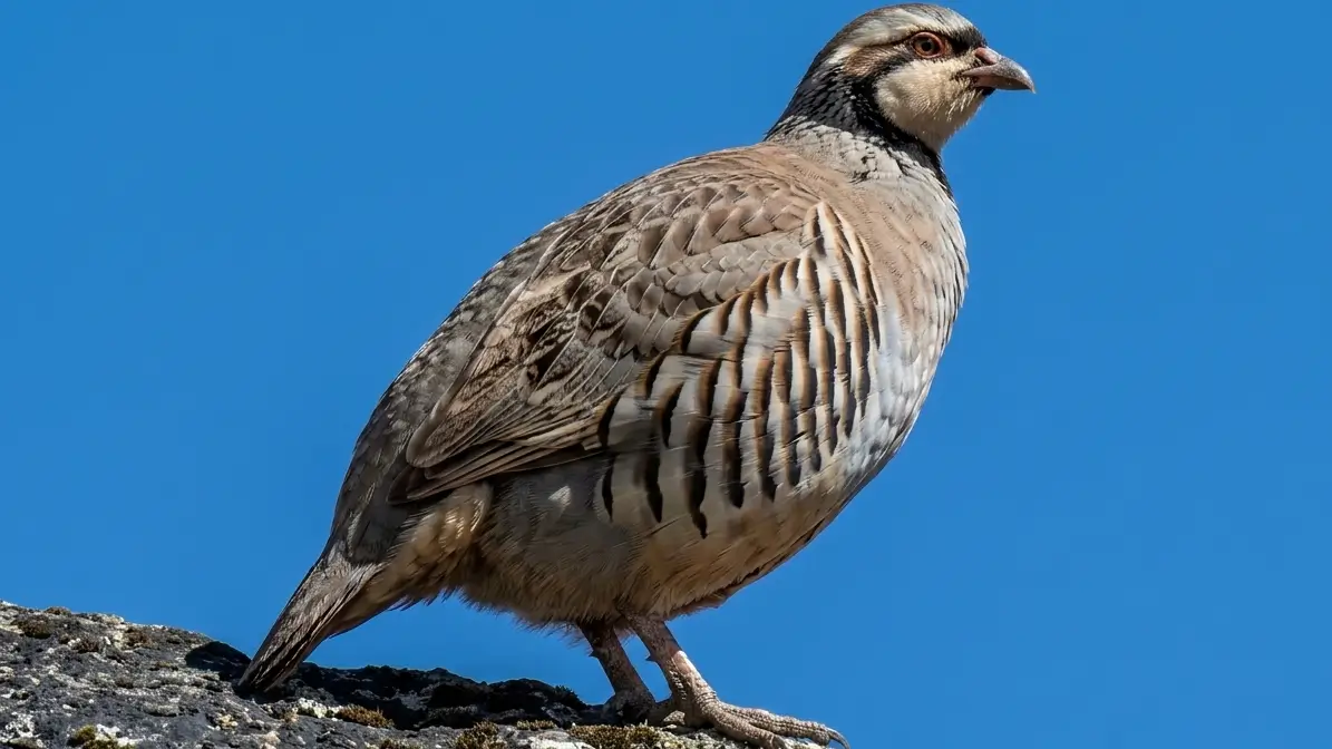 Snow Partridge (Lerwa lerwa), a high-altitude bird species found in the Himalayas