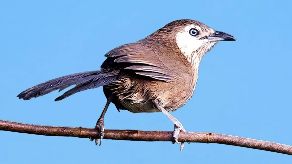The Spiny Babbler (Acanthoptila nipalensis) is widely recognized as the only bird species endemic to Nepal