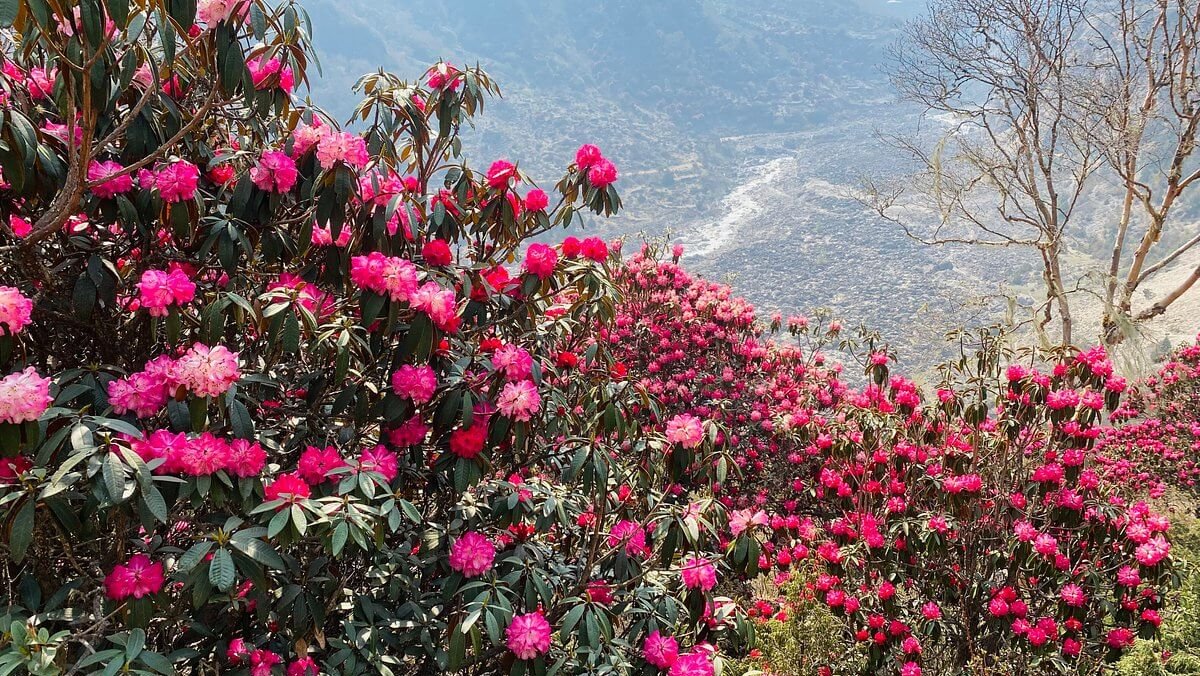 The national flower of Nepal is the Rhododendron (locally called Lali Gurans)