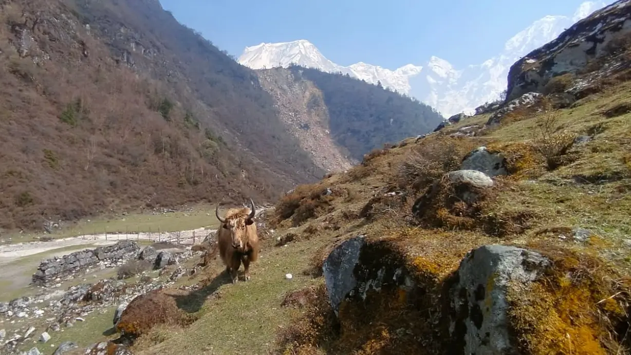 Yak standing beside the Manaslu Circuit trekking trail with Himalayan mountain views near Bhimtang on a scenic adventure route in Nepal.