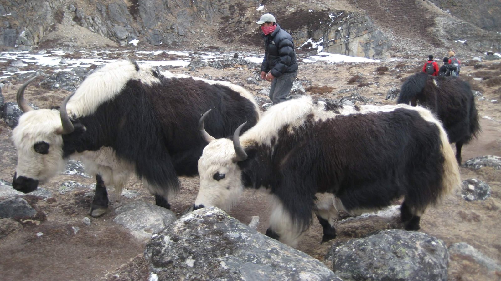 Yak carrying luggage on Everest Base Camp Trek trail