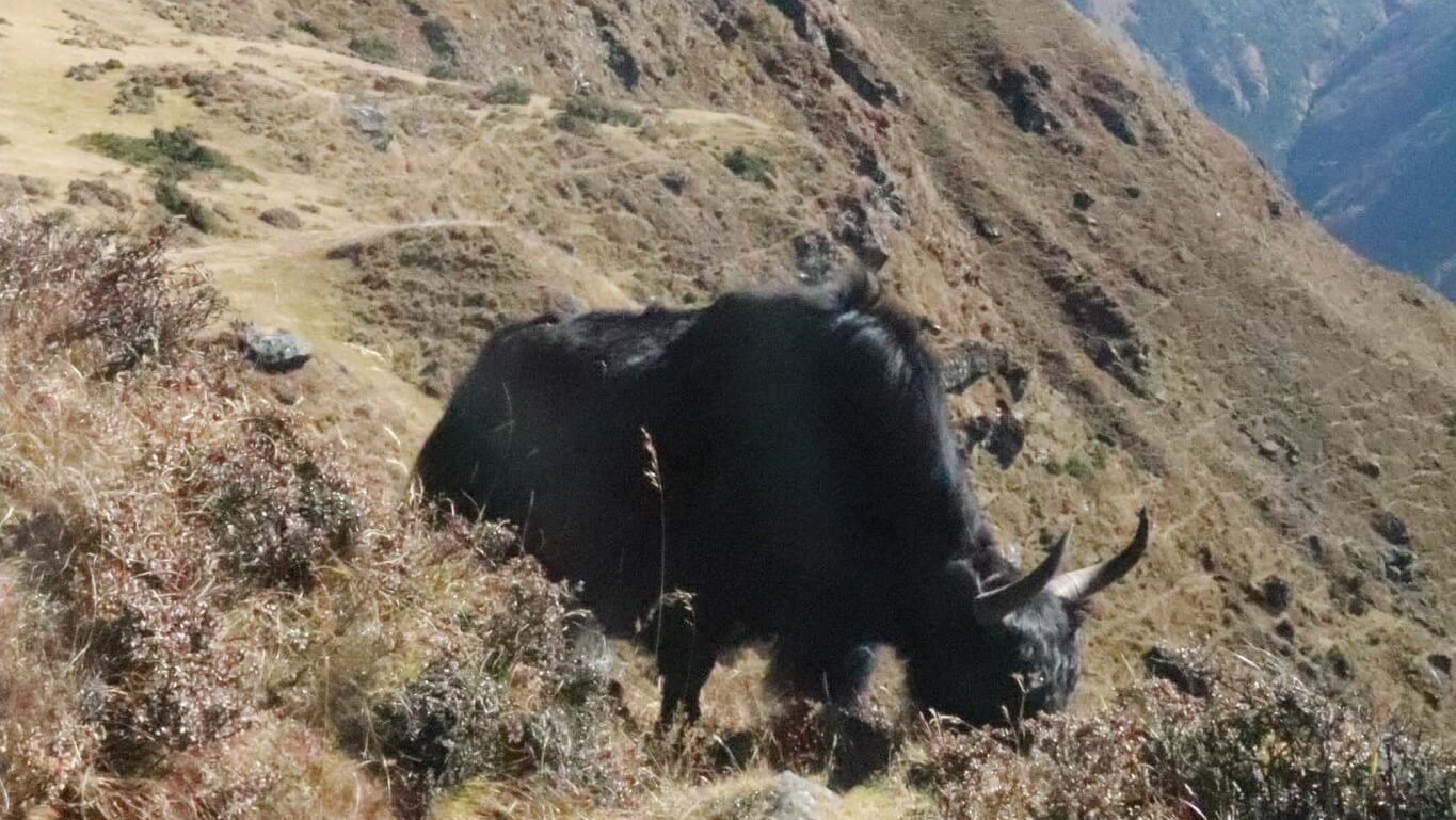 Yak grazing on a mountain slope with Mount Ama Dablam in the background along the Everest View Trail in the Himalayas of Nepal.