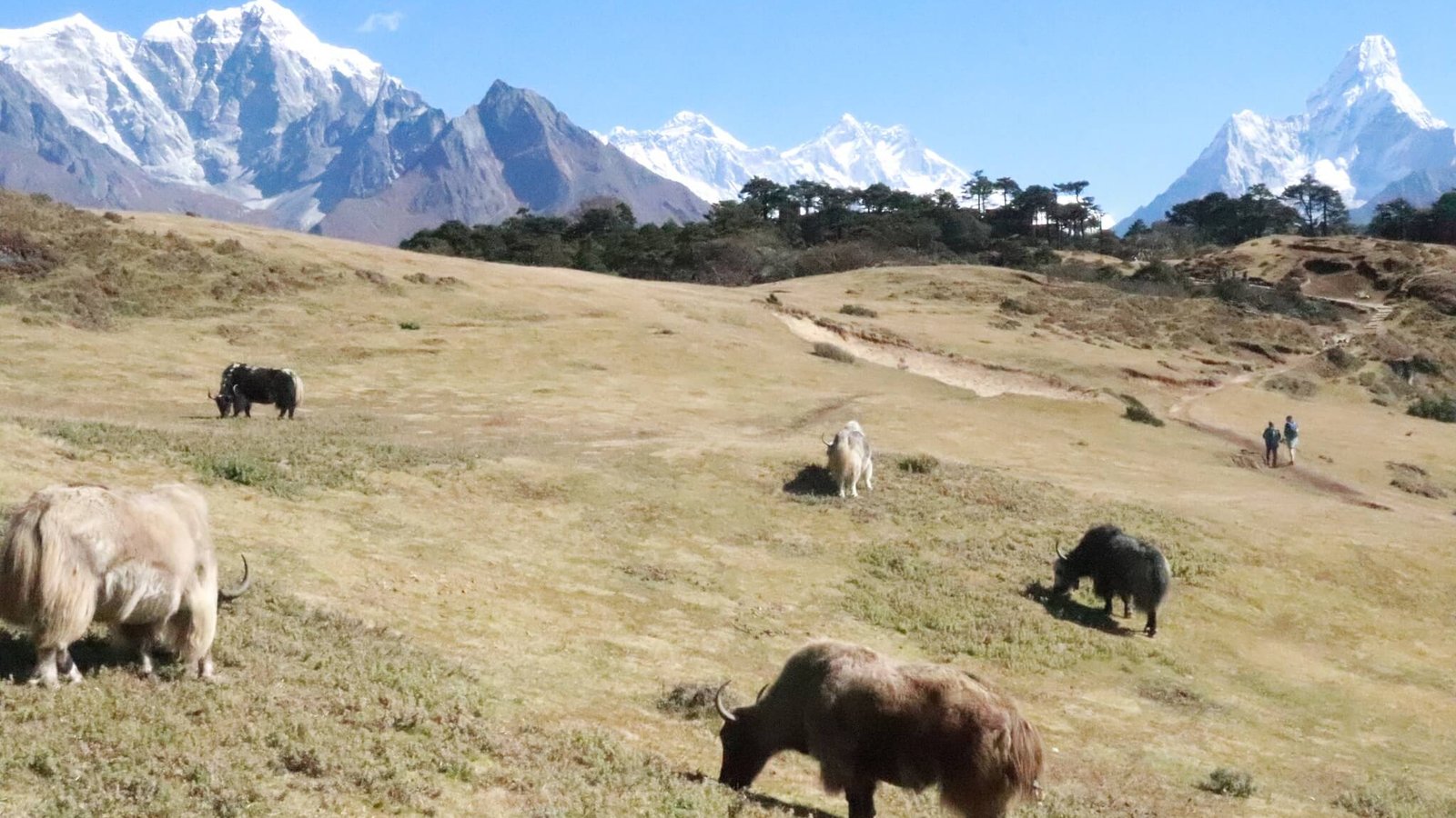 Yaks are grazing peacefully at the Everest View Point, surrounded by majestic Himalayan scenery.